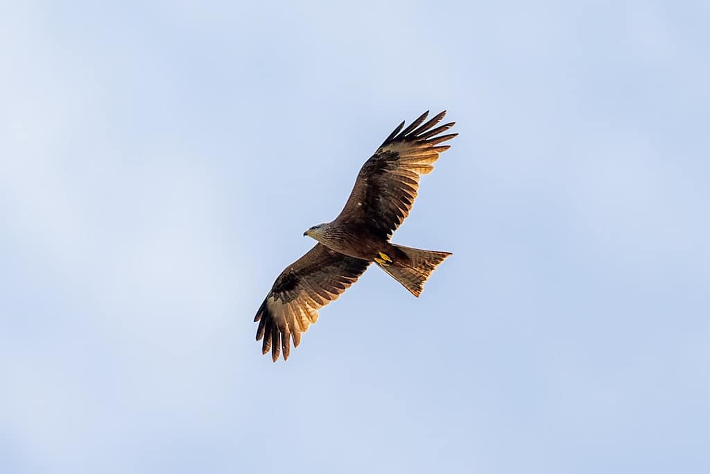 Milvus migrans - Zwarte wouw