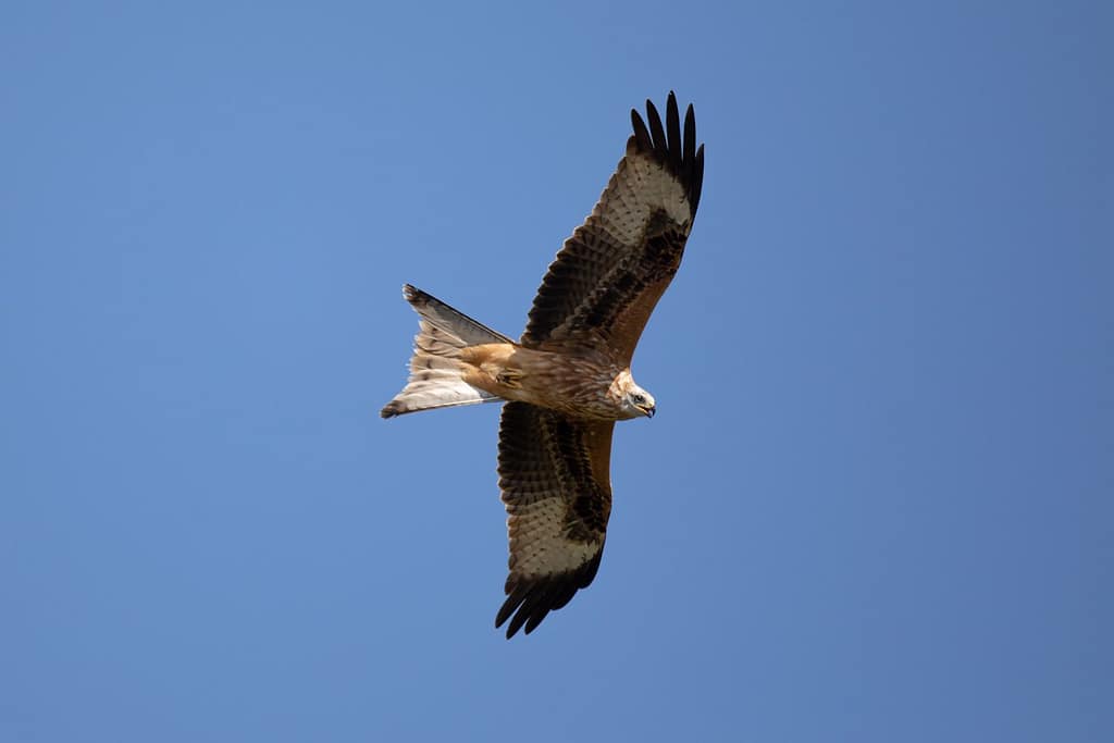 Milvus Milvus, Rode Wouw