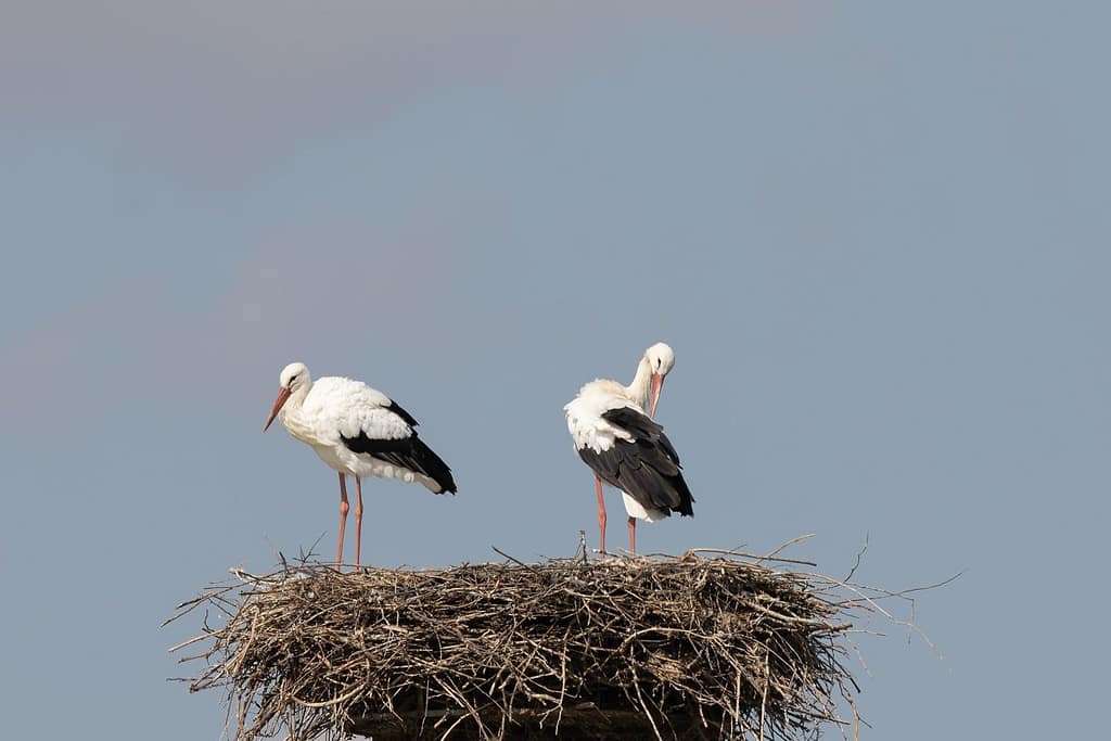 Ciconia ciconia, Ooievaar