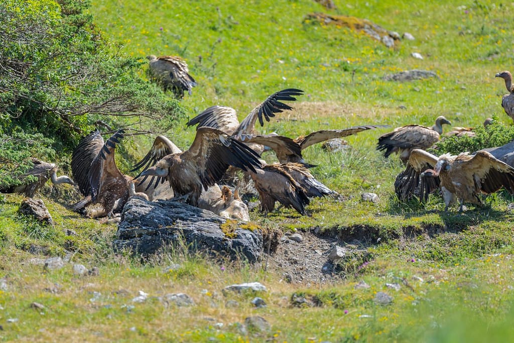 Gyps fulvus - Vale gier (Vautour Fauve)