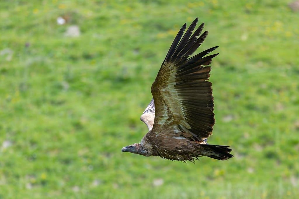 Gyps fulvus - Vale gier (Vautour Fauve)