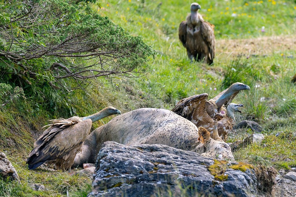 Gyps fulvus - Vale gier (Vautour Fauve)