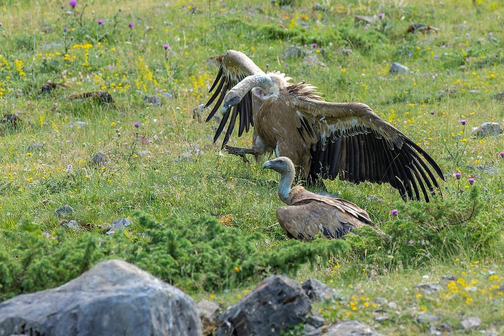 Gyps fulvus - Vale gier (Vautour Fauve)