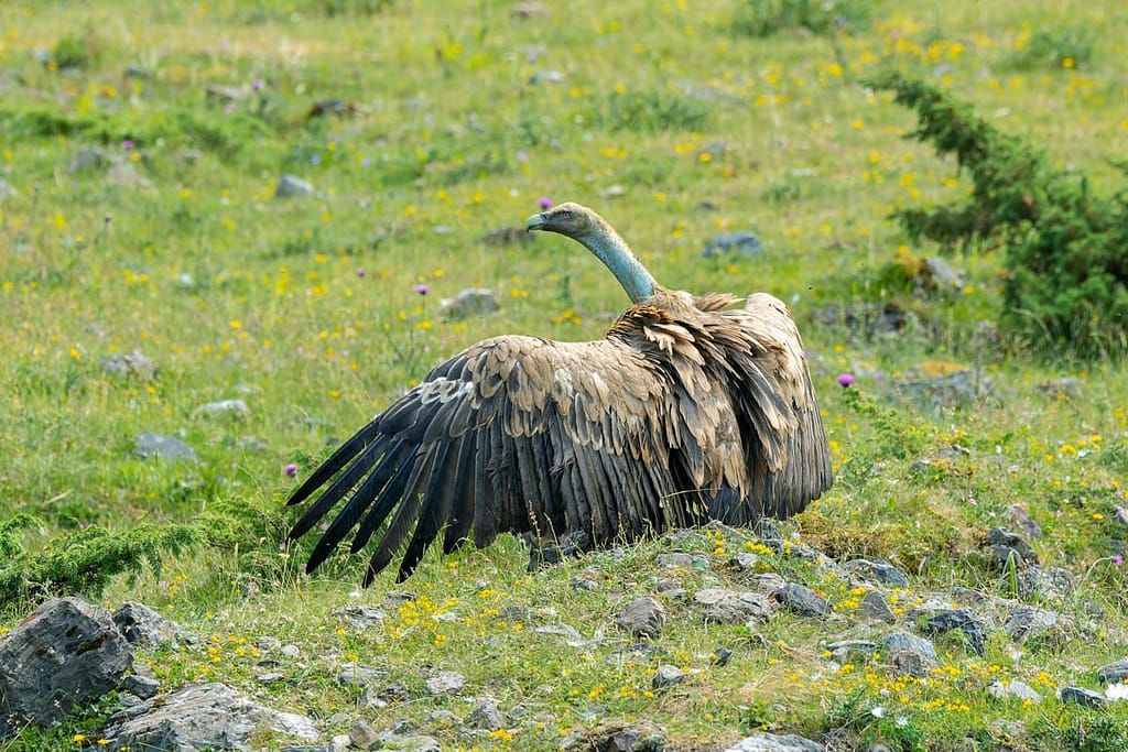 Gyps fulvus - Vale gier (Vautour Fauve)