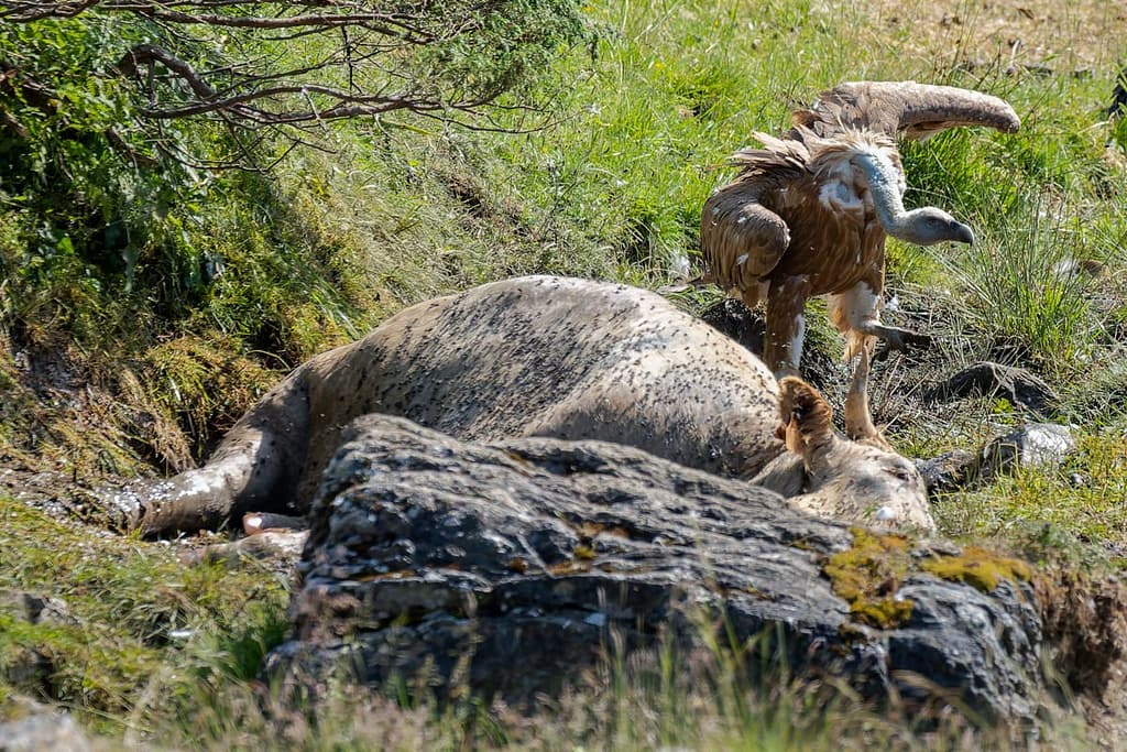 Gyps fulvus - Vale gier (Vautour Fauve)