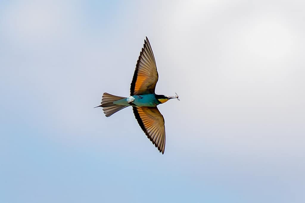 Merops apiaster, Bijeneter