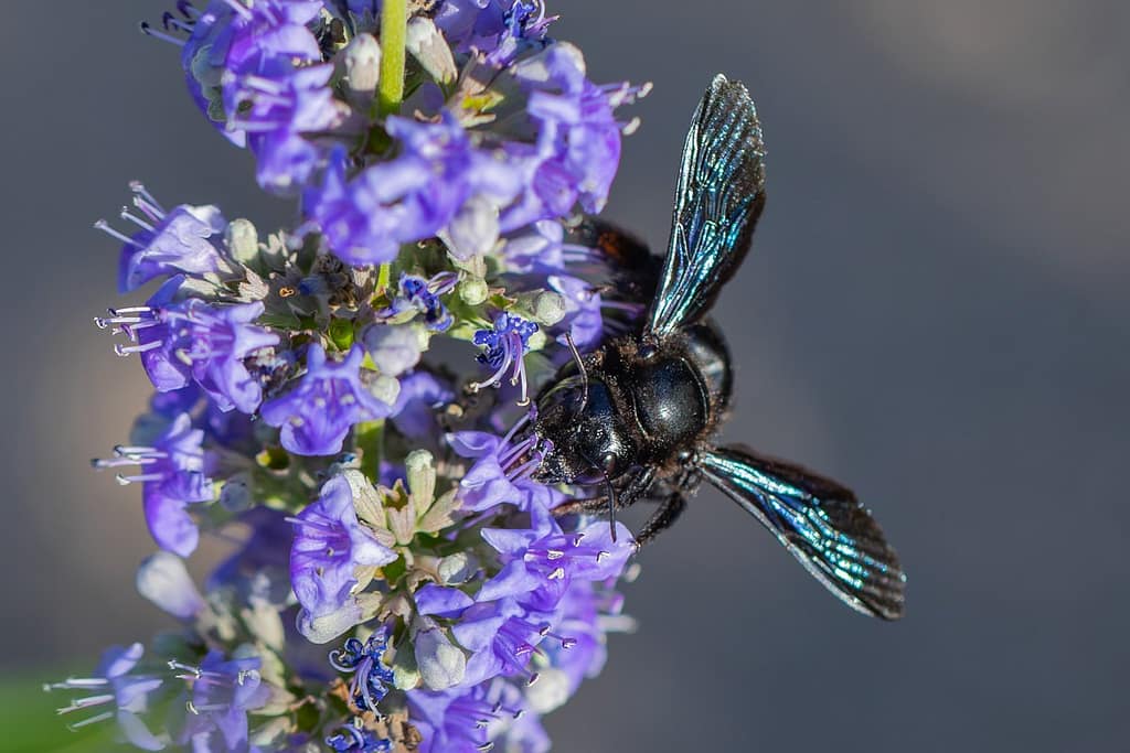 Xylocopa violacea, Blauwzwarte houtbij