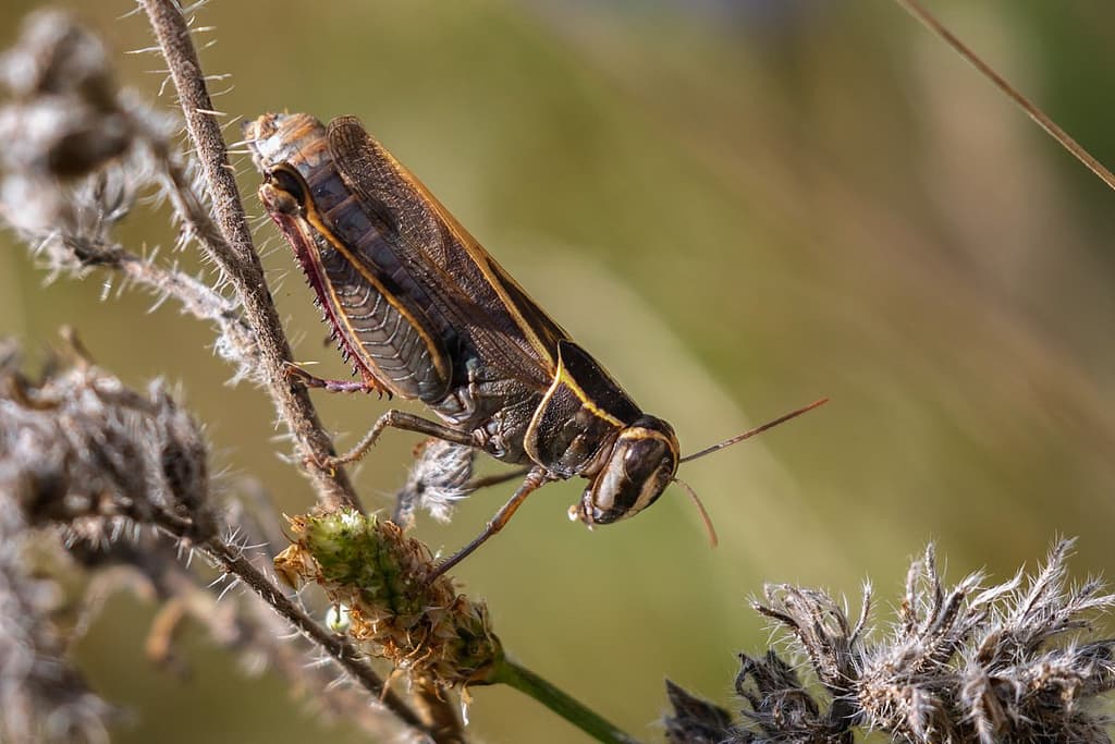 Le Caloptène ochracé, Calliptamus barbarus