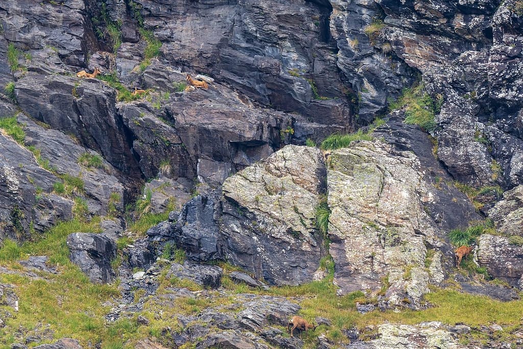 Isards, Pyrenese Gems