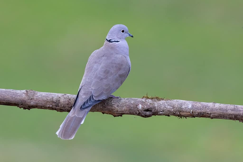 Streptopelia decaocto, Turkse tortel