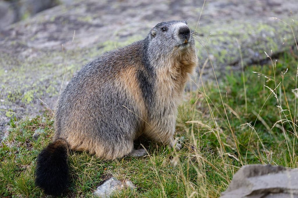 Marmota marmota, Alpenmarmot