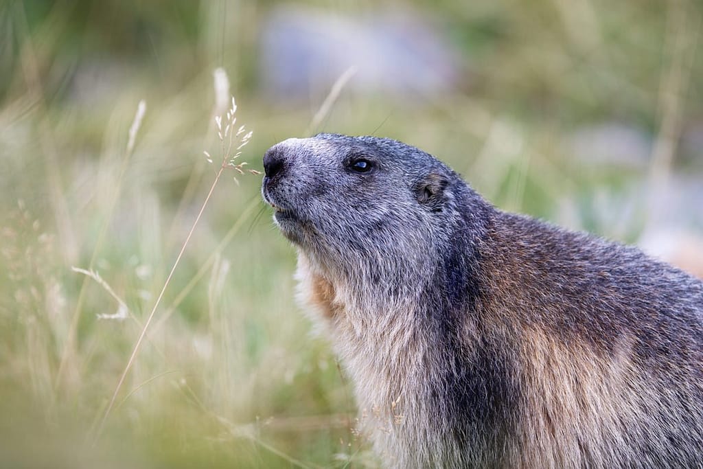 Marmota marmota, Alpenmarmot