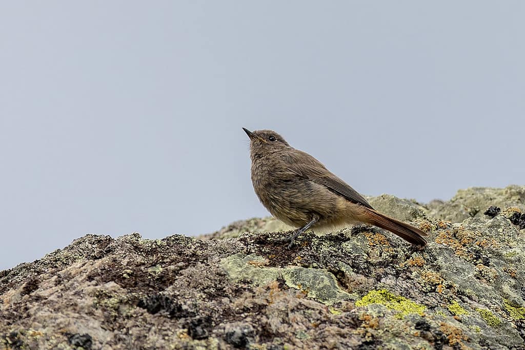 Phoenicurus ochruros, Zwarte roodstaart