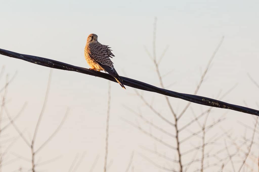 Falco tinnunculus, torenvalk
