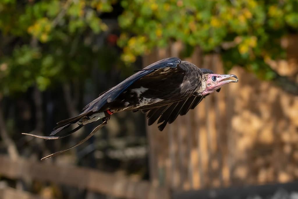 Necrosyrtes monachus, kapgier