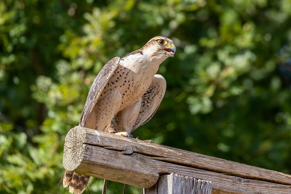 Falco biarmicus, Lannervalk