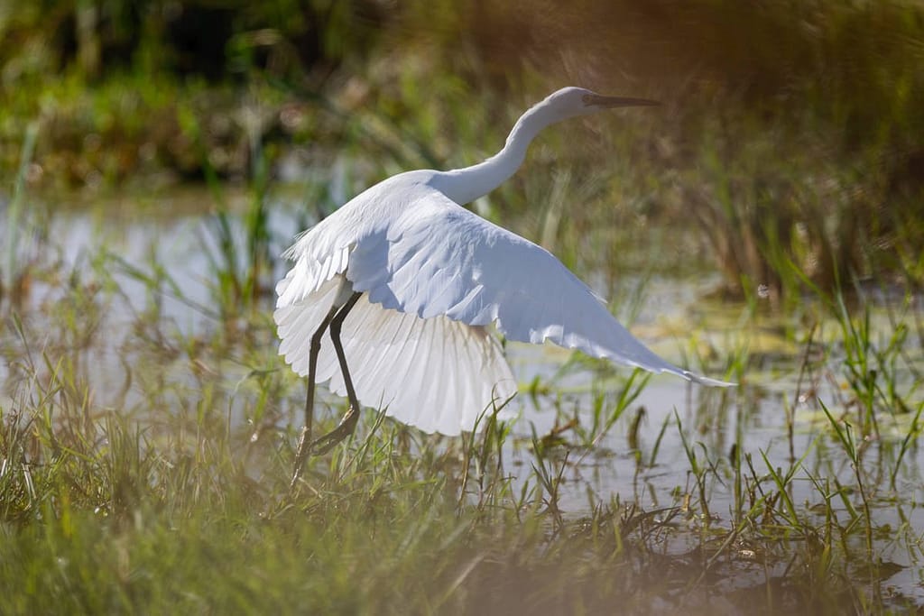 Egretta garzetta, Kleine zilverreiger