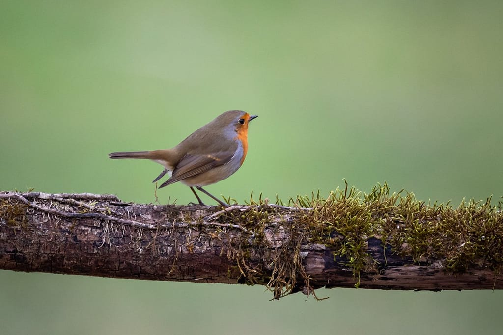 Erithacus rebecula, Roodborst