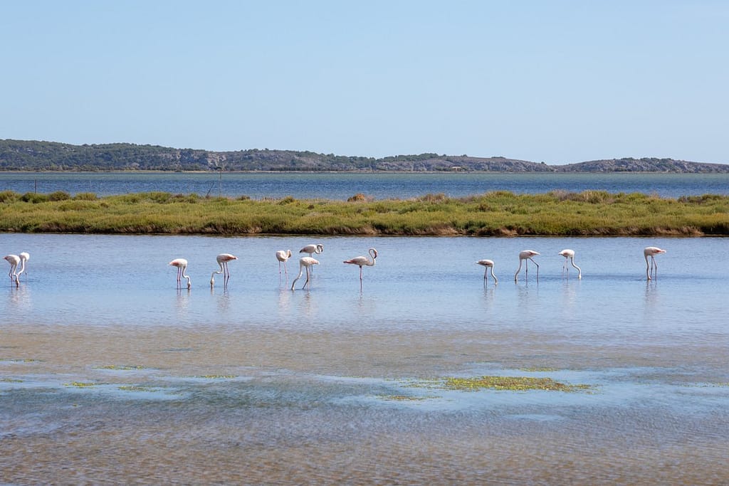 Phoenicopterus roseus, Flamingo