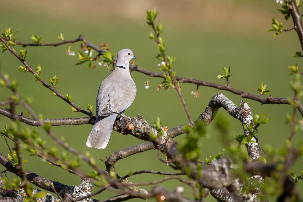 Streptopelia decaocto, Turkse tortel
