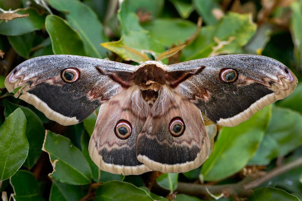 Saturnia pavonia, nachtpauwoog