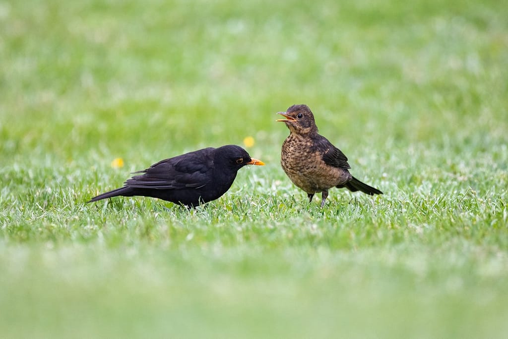 Turdus merula, Merel