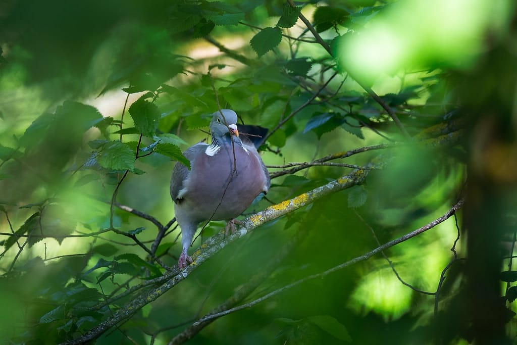 Columba palumbus, Houtduif