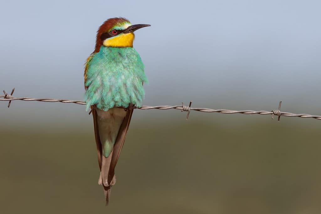 Merops apiaster, Bijeneter