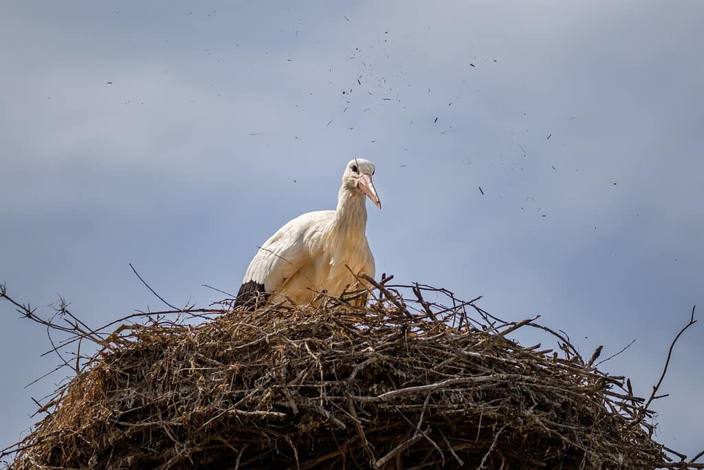 Ciconia ciconia, Ooievaar