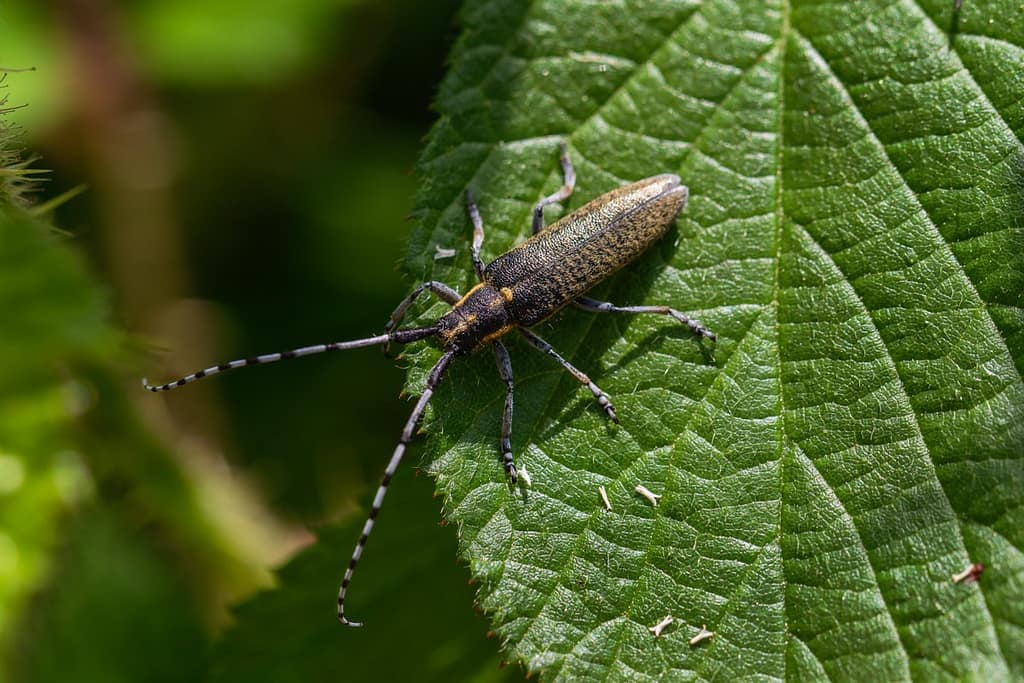 Agapanthia villosoviridescens - Gewone distelboktor