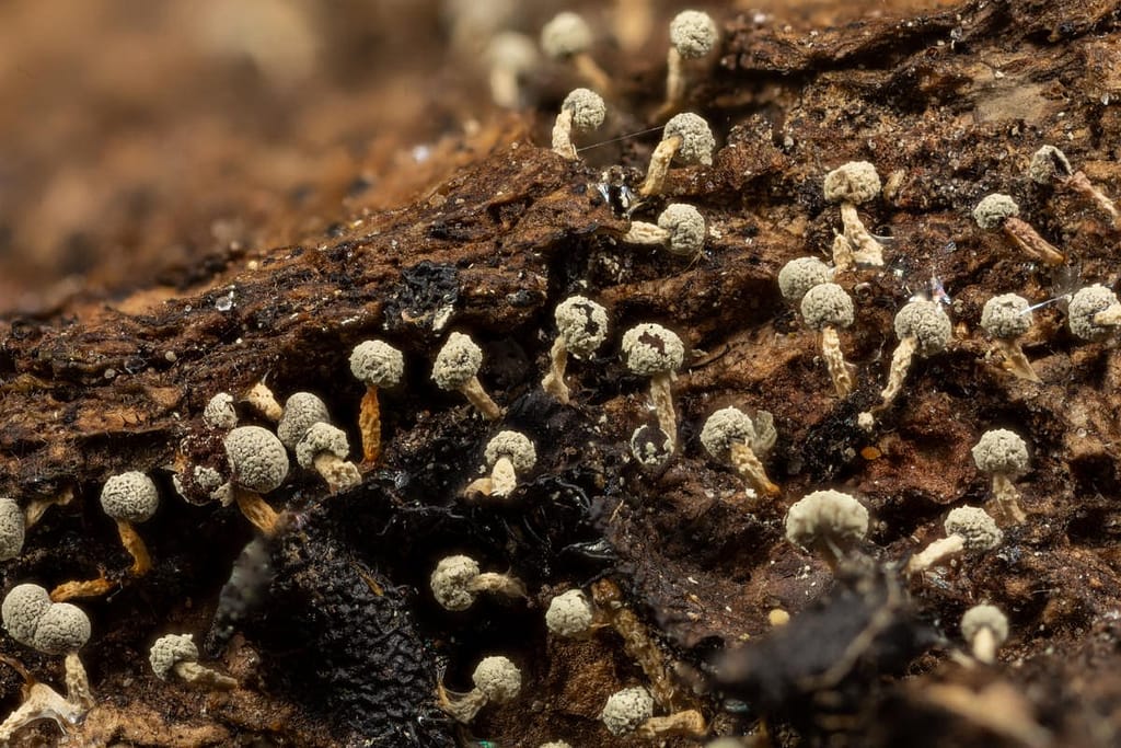 Physarum globuliferum, Bolkalkkopje