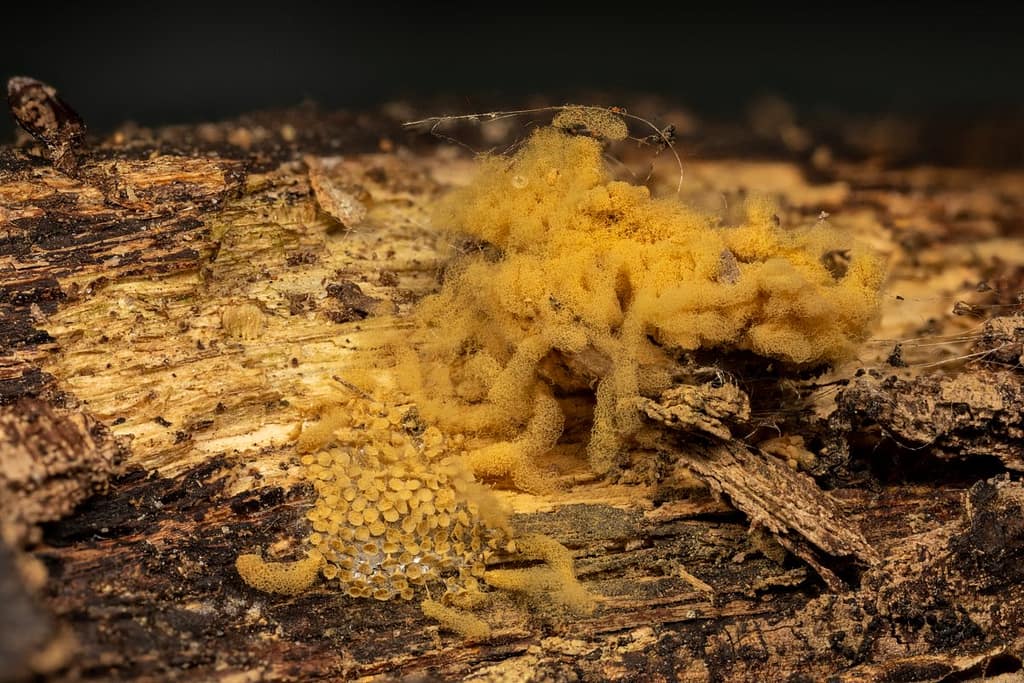 Acryria obvelata, Lang netwatje