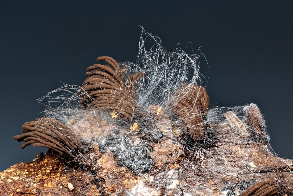 Stemonitis soort met schimmeldraden