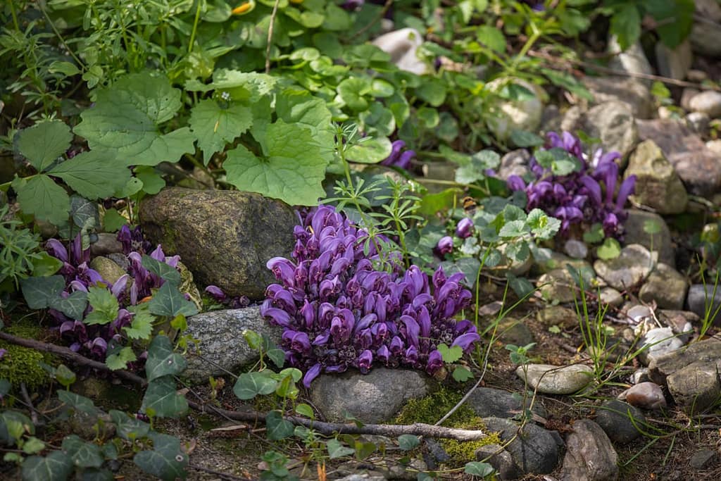 Lathraea clandestina, Paarse schubwortel