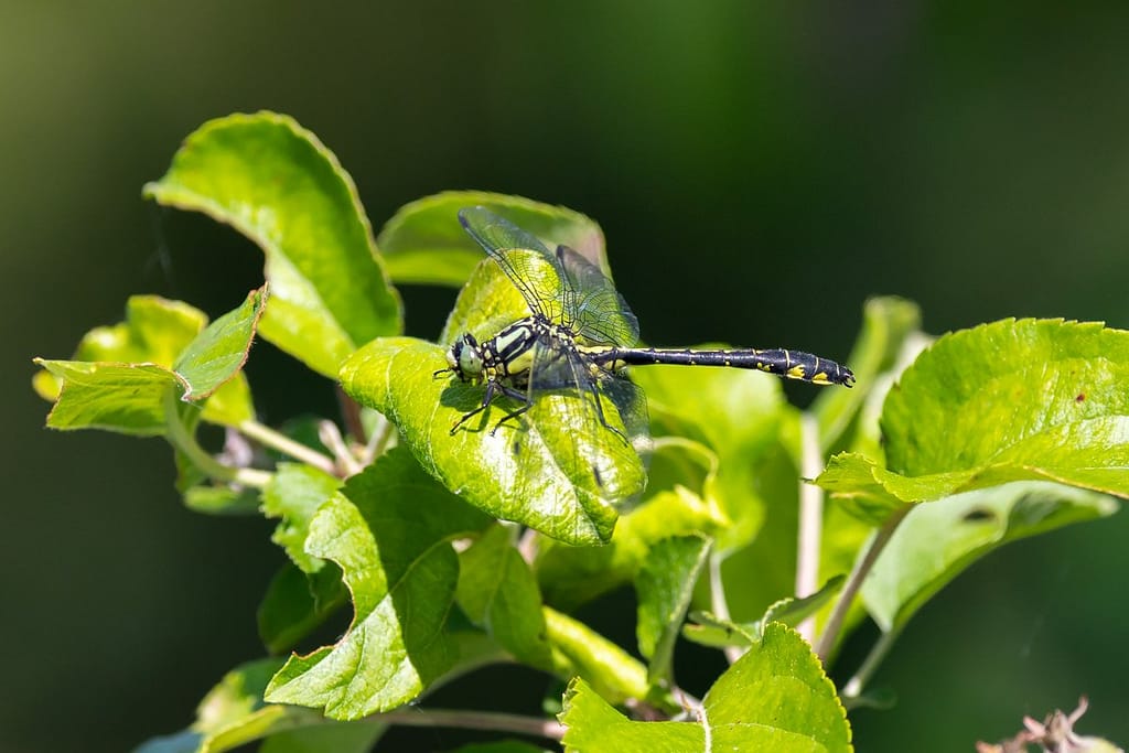 Gomphus vulgatissimus, Beekrombout