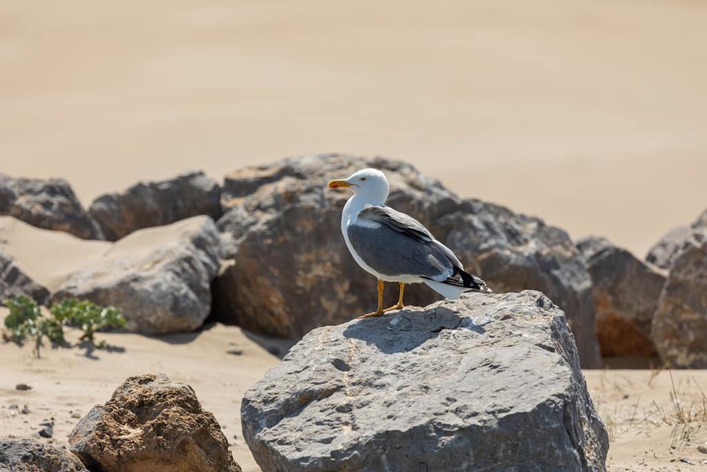 Larus michahellis, Geelpootmeeuw