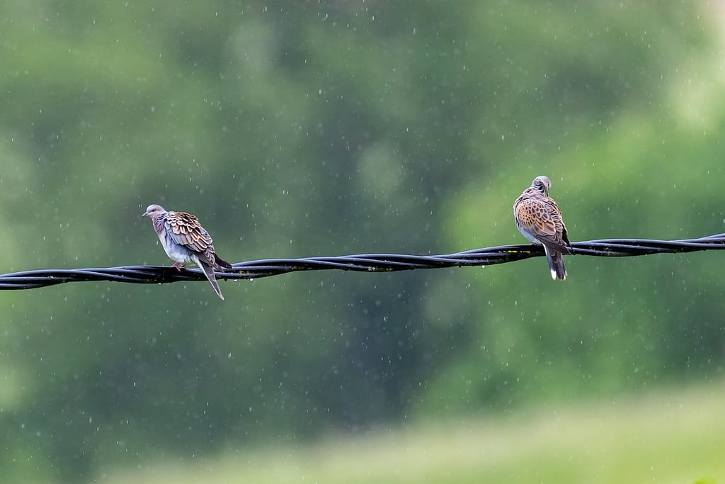 Sterptopelia turtur, Zomertortel