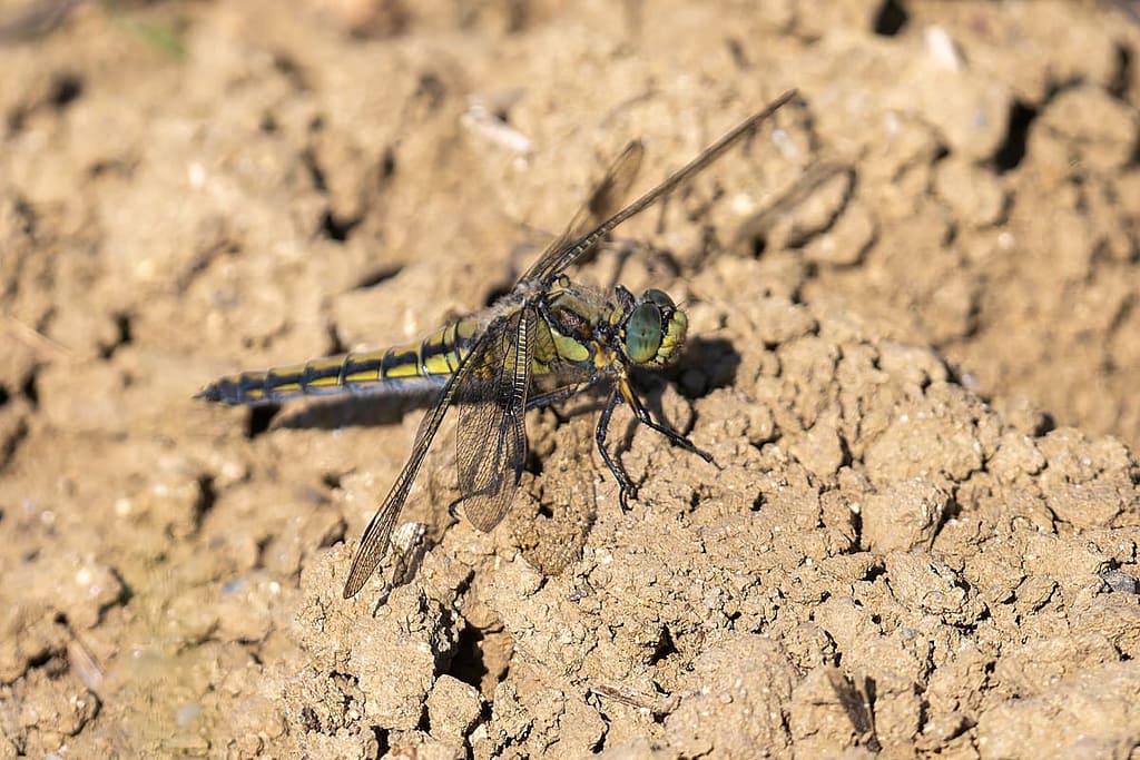Orthetrum cancellatum, Gewone oeverlibel