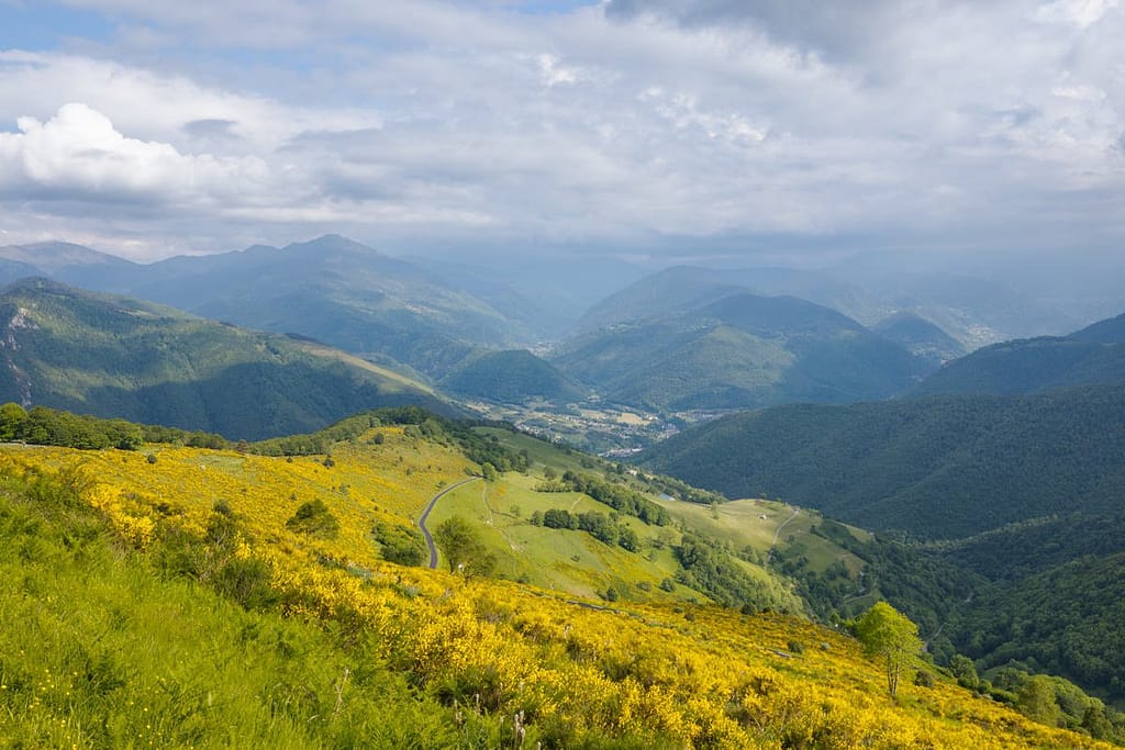 Bloeiende Brem op Col d'Aspin