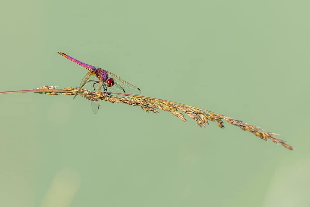 Trithemis annulata, Purperlibel