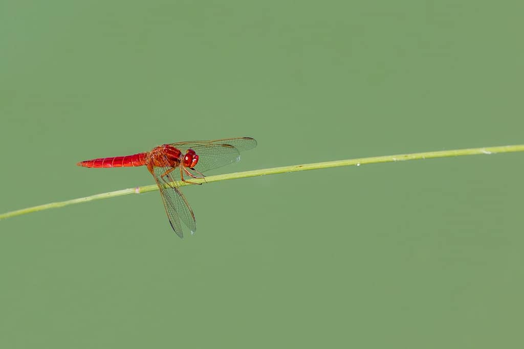 Crocothemis erythraea, Vuurlibel