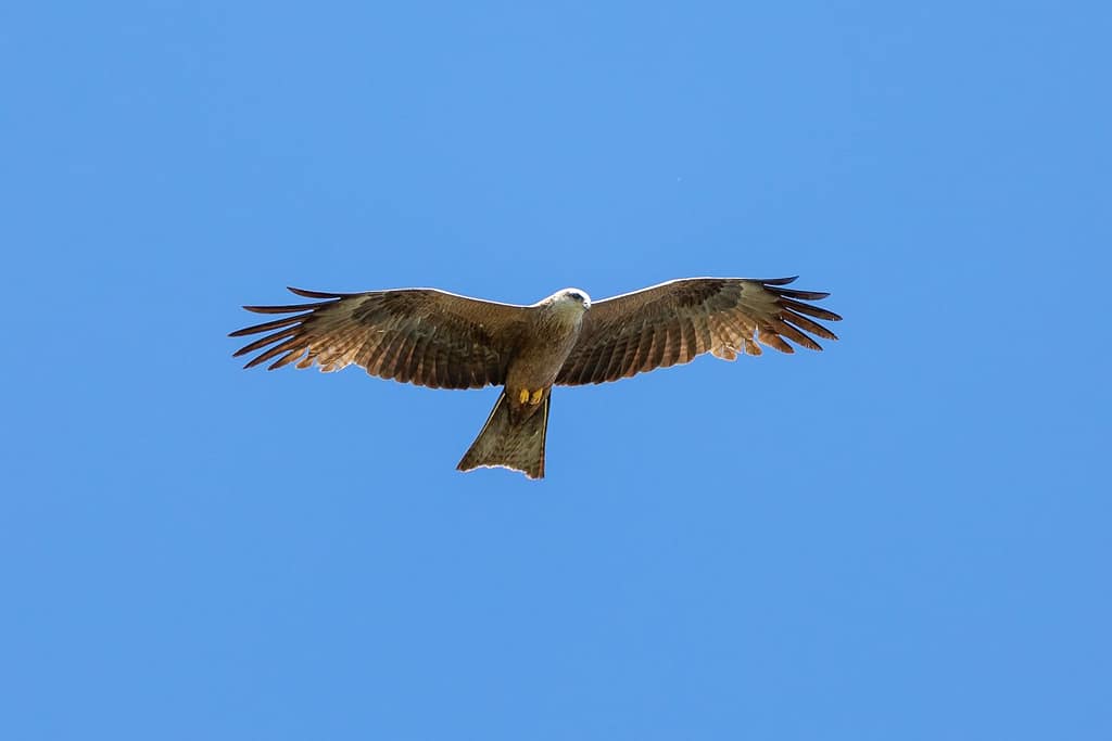 Milvus migrans, Zwarte wouw