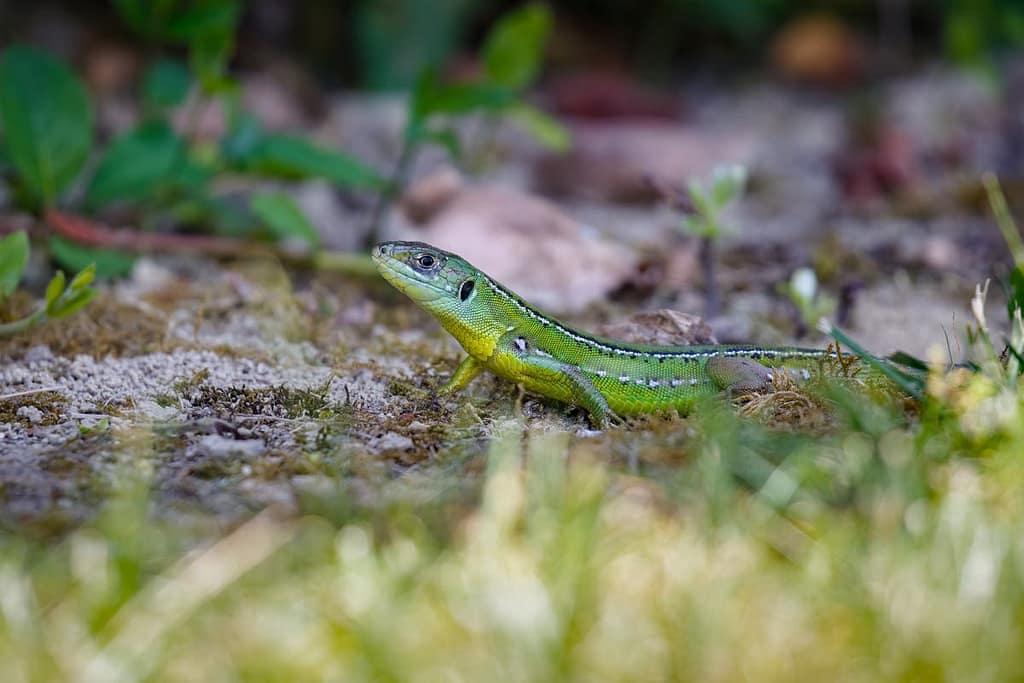 Lacerta bilineata