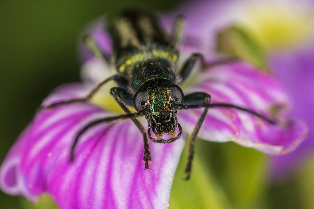 Oedemera nobilis, Fraaie schijnboktor