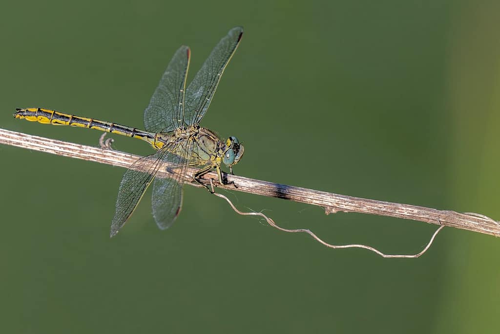 Gomphus Pulchellus, Plasrombout