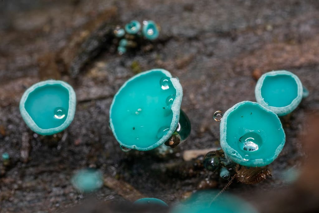 Chlorociboria aeruginascens Gwone kopergroenbekerzwam