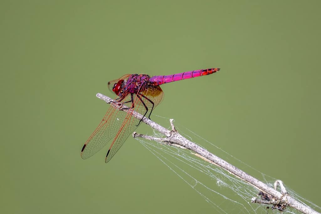 Trithemis annulata, Purperlibel