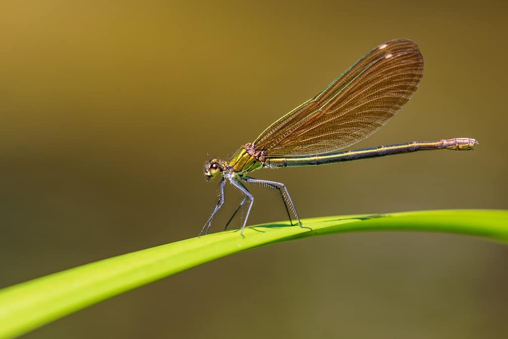 Calopteryx virgo, Bosbeekjuffer