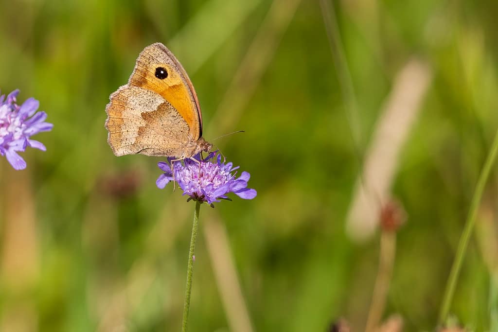 Maniola jurtina, Bruin zandoogje
