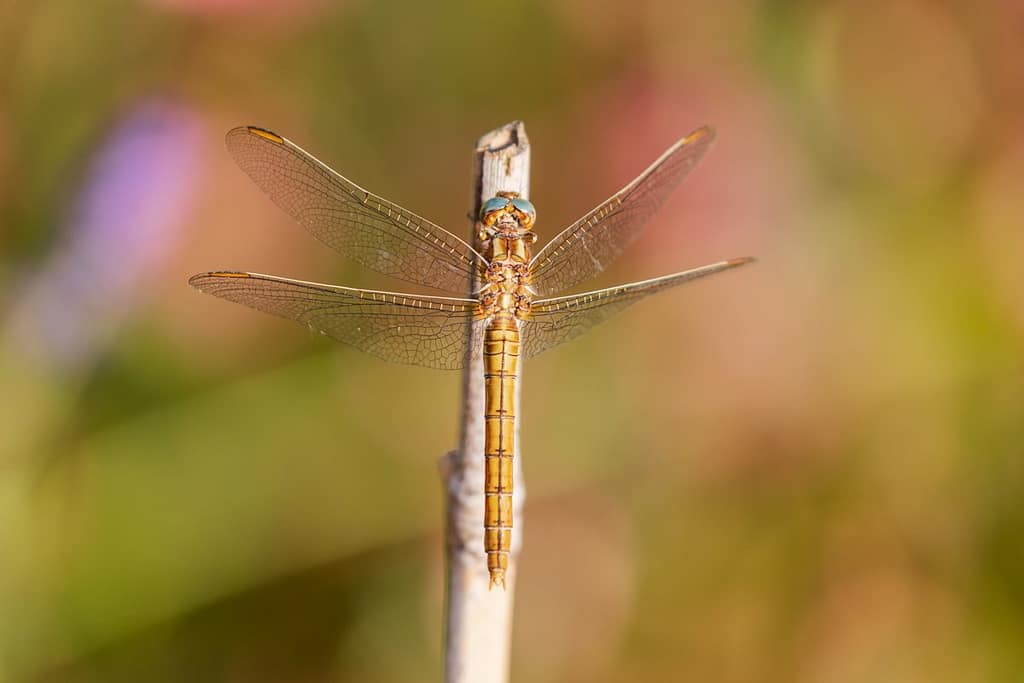 Orthetrum coerulescens, Beekoeverlibel